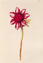 Anemone, elokuvasta "La Guirlande de Julie", n. 1642 (wc vellum)